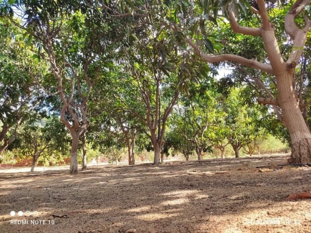 fyla-llbyaa-fy-alryf-alaoroby-tryk-msr-askndry-alshraoy-big-6