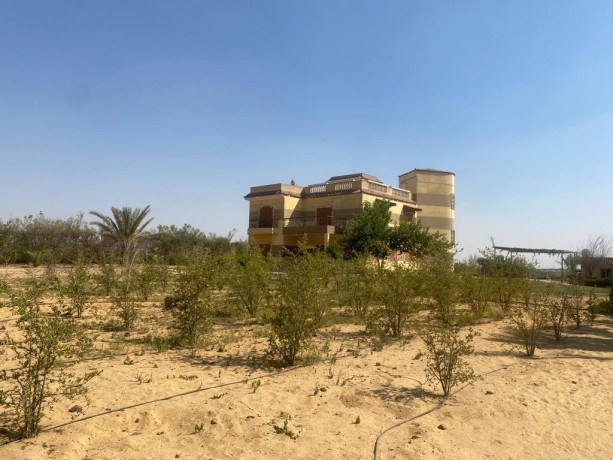 fyla-llbyaa-fy-kmbond-smrknd-tryk-msr-askndry-alshraoy-big-5