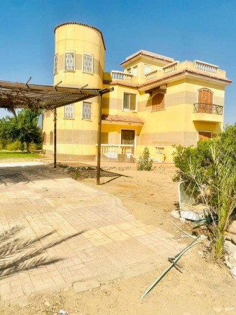 fyla-llbyaa-fy-kmbond-smrknd-tryk-msr-askndry-alshraoy-big-4