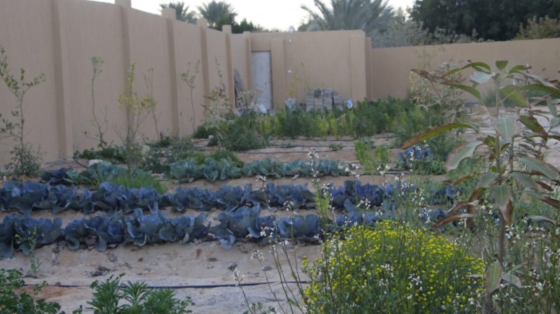 fyla-llbyaa-balryf-alaoroby-fy-mntk-hdayk-amstrdam-big-4