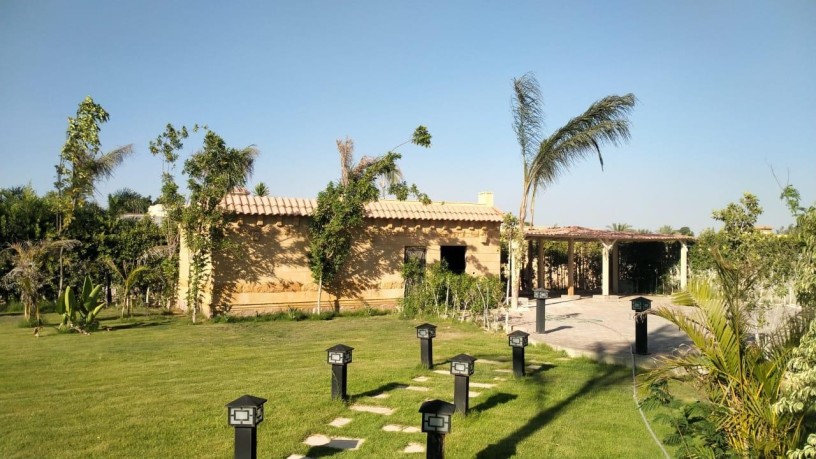 fyla-llbyaa-fy-oady-alnkhyl-tryk-msr-askndry-alshraoy-big-5